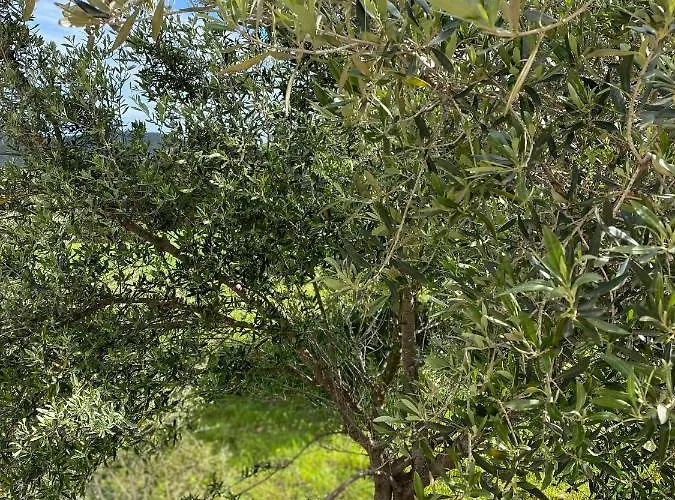 Casa Porta Smeralda * Ольбия